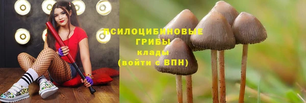 гидра Дмитров